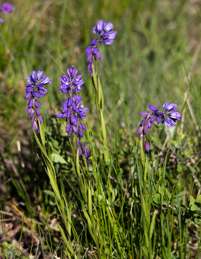 Изображение особи род Polygala.