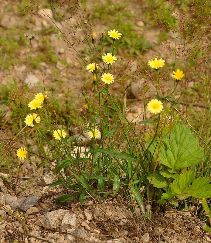 Image of Picris japonica specimen.