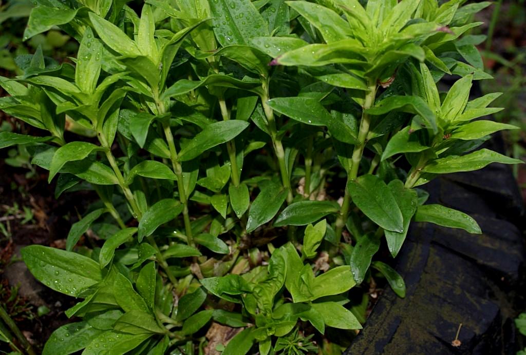 Image of Dianthus barbatus specimen.