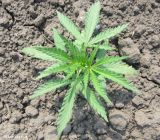 View full-size image Cannabis sativa variety spontanea