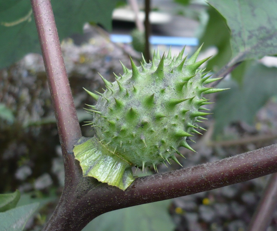 Изображение особи Datura stramonium.