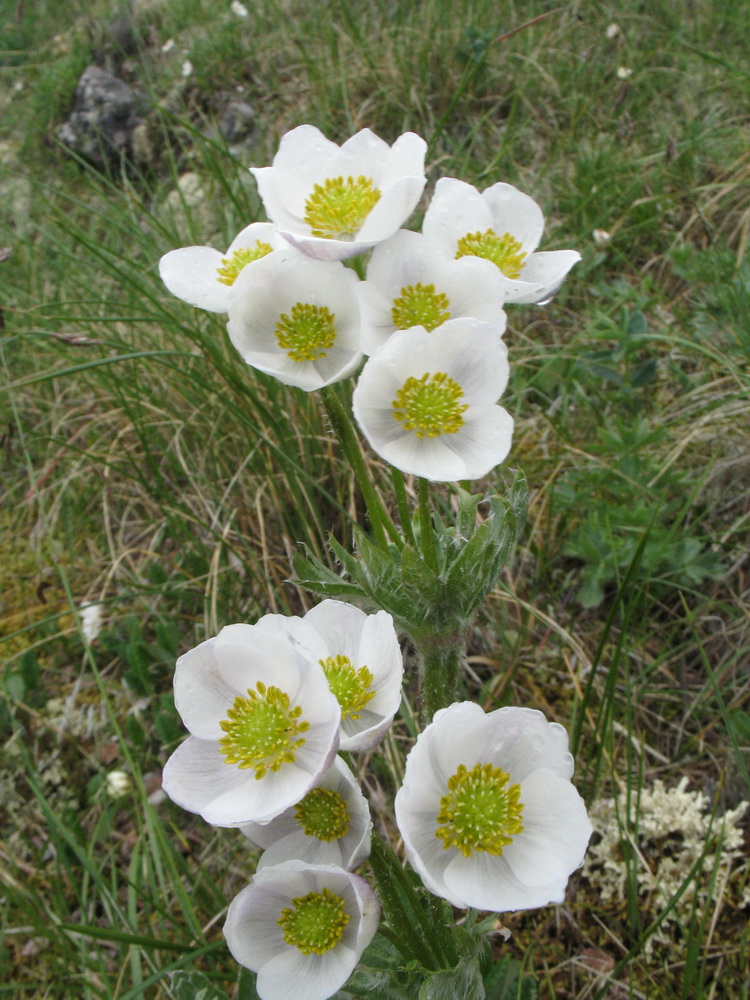 Image of Anemonastrum crinitum specimen.