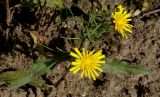 genus Hieracium. Верхушки побегов с соцветиями. Германия, г. Дюссельдорф, Ботанический сад университета. 05.09.2014.