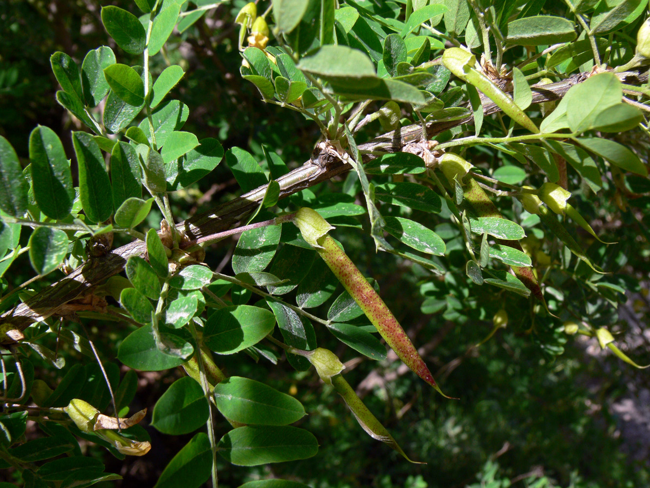 Image of Caragana arborescens specimen.