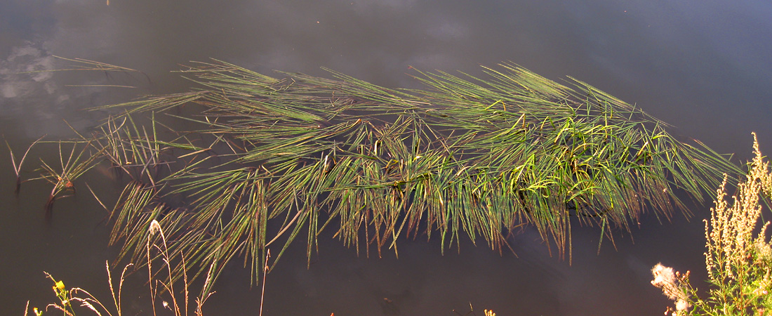 Image of Glyceria fluitans specimen.