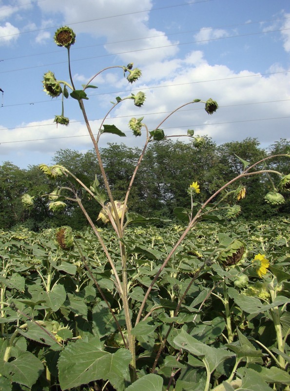 Image of Helianthus lenticularis specimen.