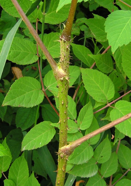 Image of Aralia elata specimen.