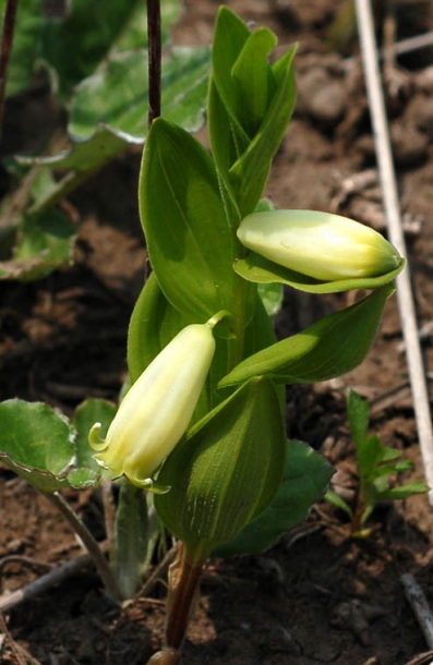 Изображение особи Polygonatum humile.