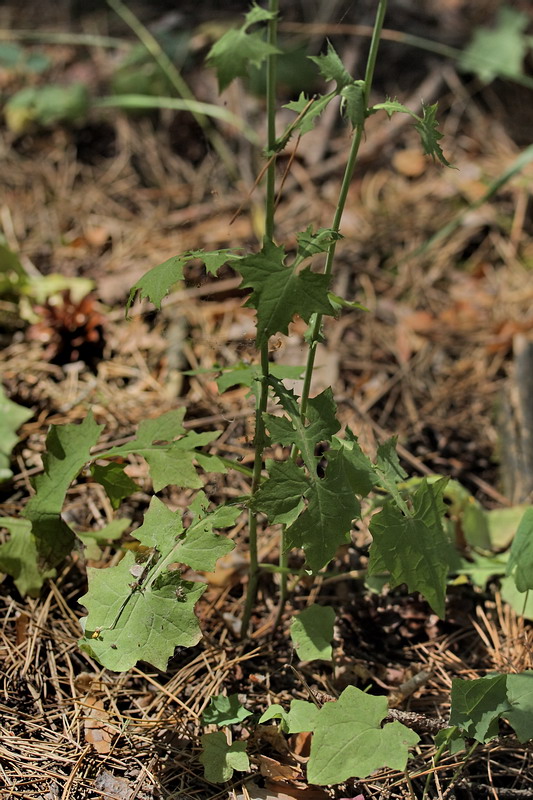 Изображение особи Mycelis muralis.