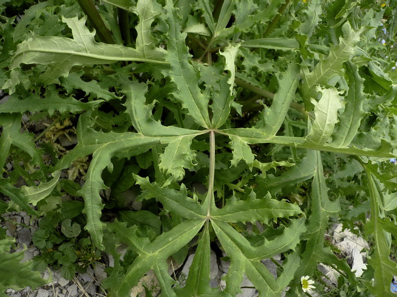 Изображение особи Heracleum freynianum.