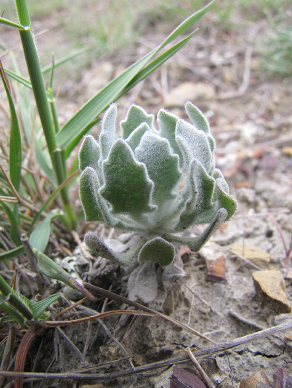 Image of Matthiola odoratissima specimen.