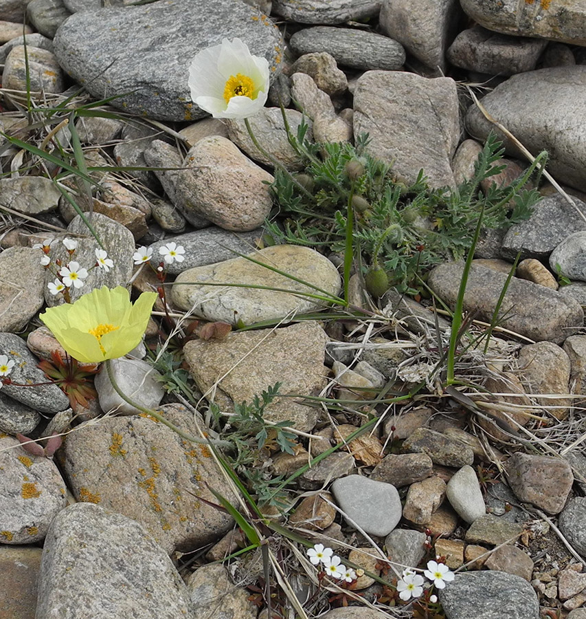 Image of Papaver olchonense specimen.