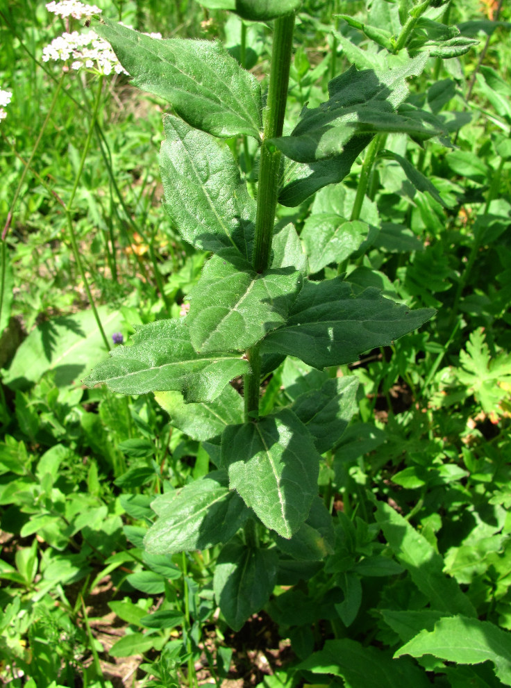 Image of Kemulariella caucasica specimen.