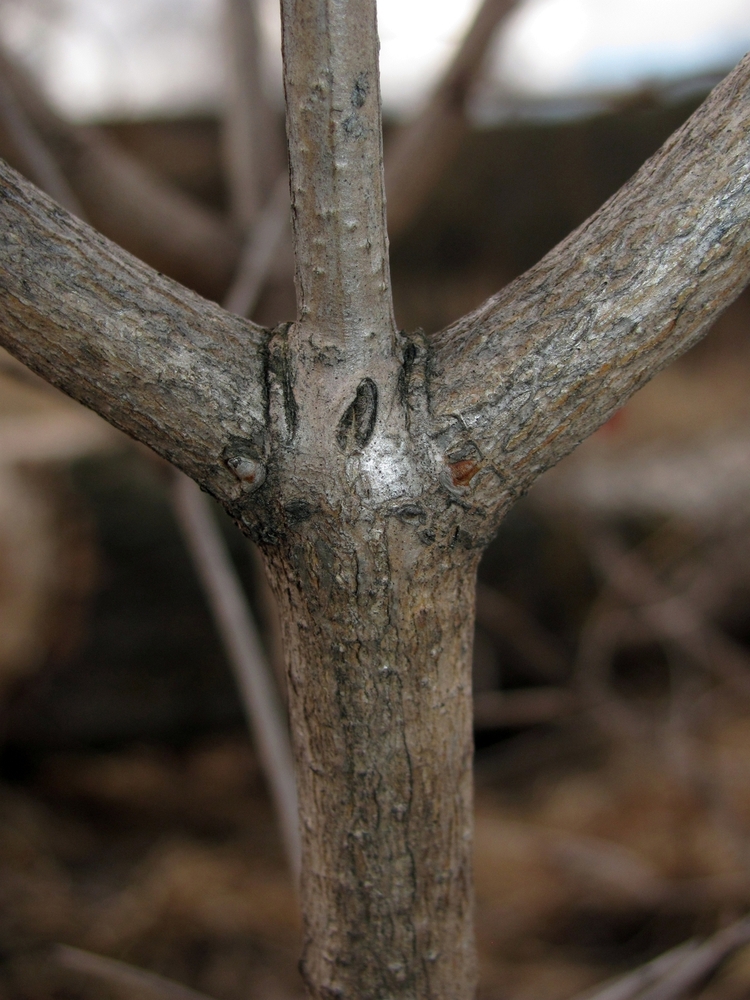 Изображение особи Viburnum opulus.