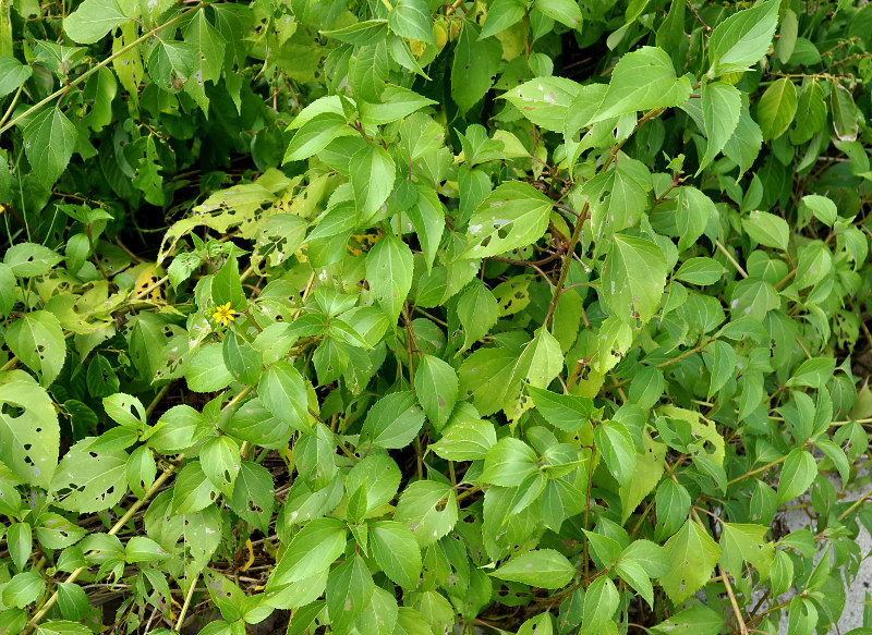 Image of Melanthera biflora specimen.