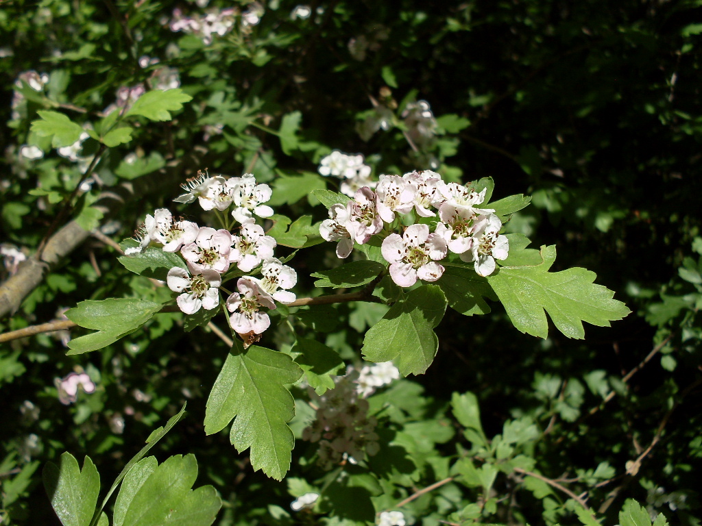 Изображение особи род Crataegus.