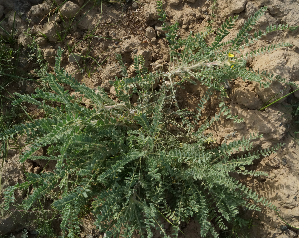 Image of Astragalus larvatus specimen.