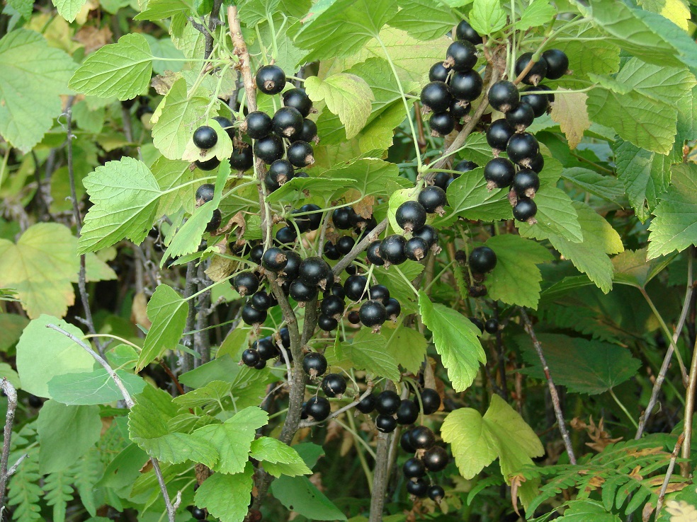 Image of Ribes nigrum specimen.