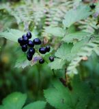 Actaea spicata. Соплодие. Пермский край, Суксунский р-н, с. Ключи, сосновый бор. 18.07.2015.