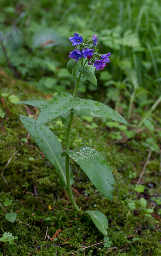 Изображение особи Pulmonaria mollis.