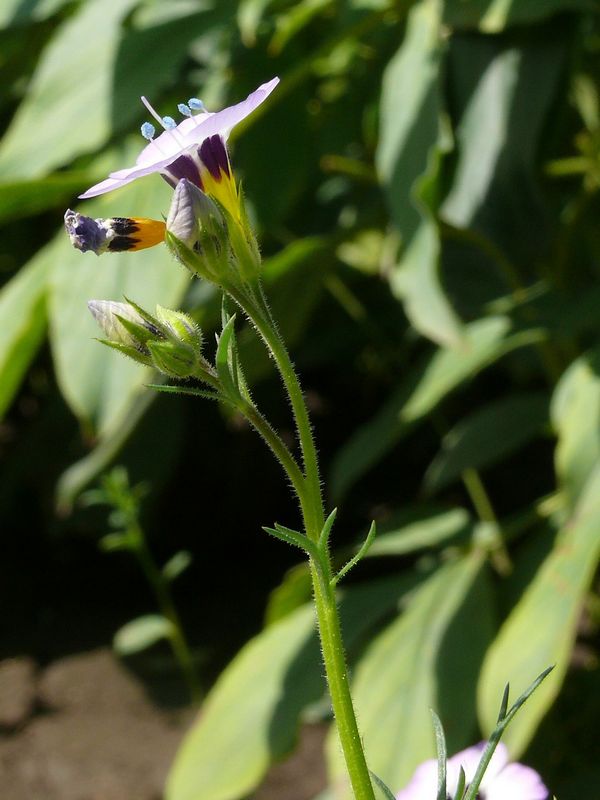 Image of Gilia tricolor specimen.