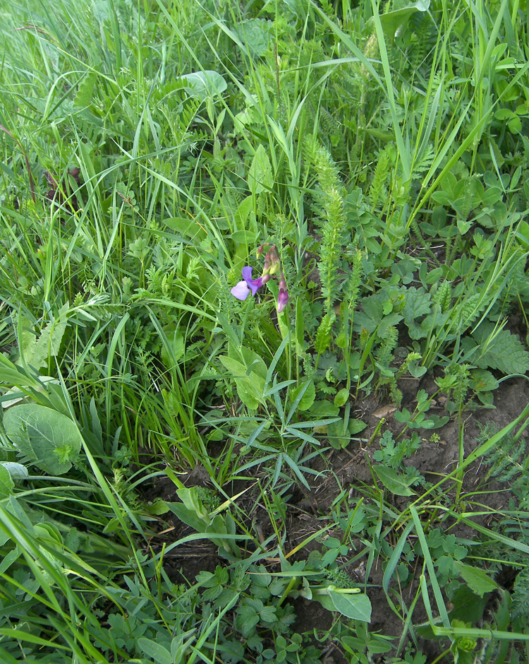 Image of Lathyrus cyaneus specimen.