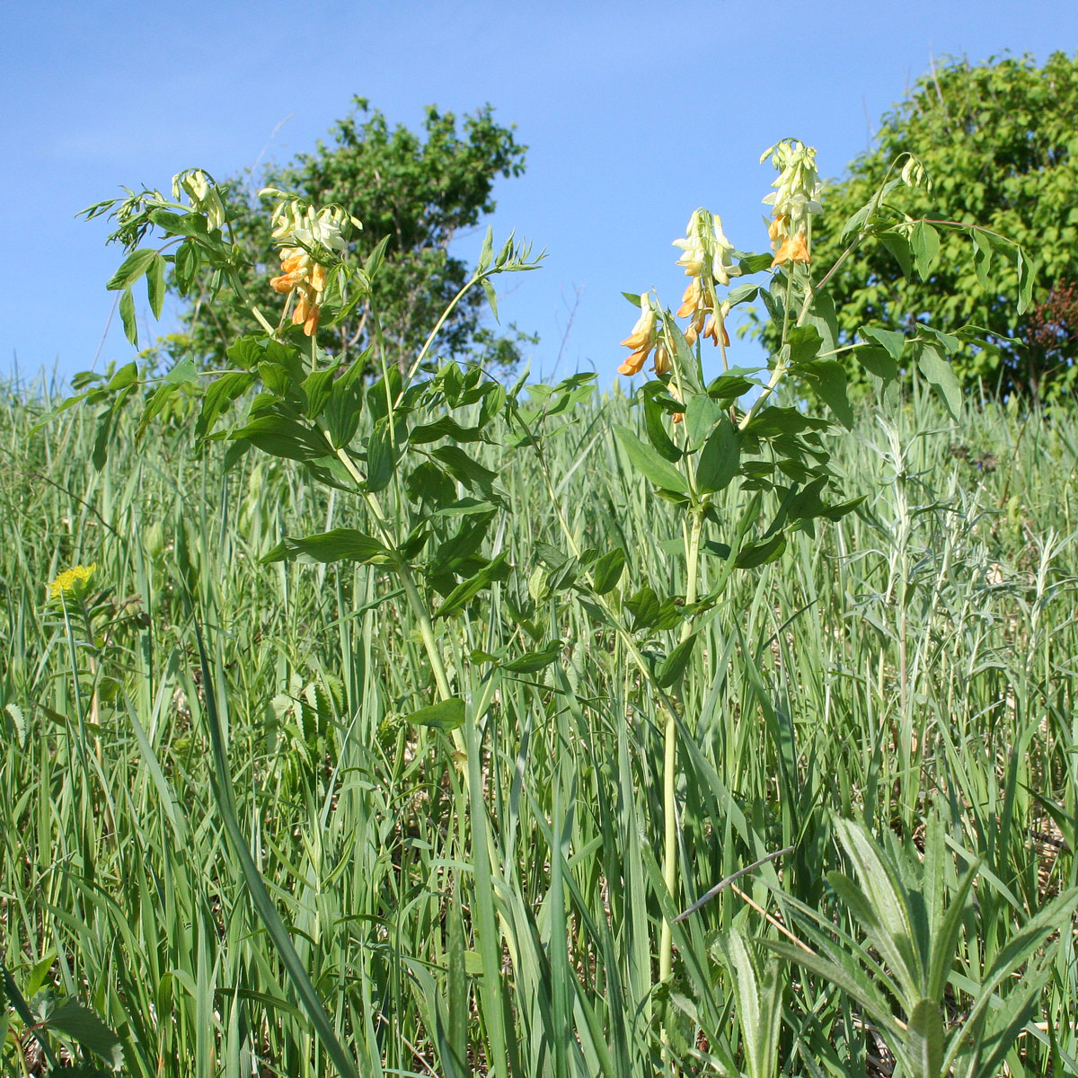 Image of Lathyrus gmelinii specimen.