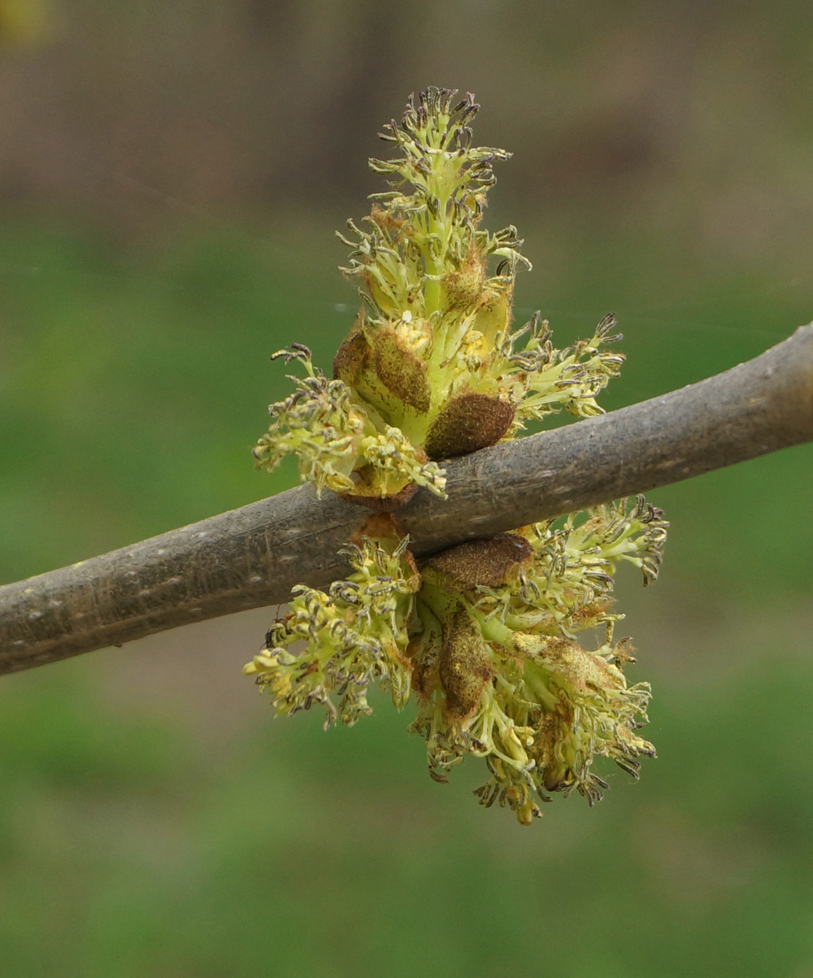 Image of Fraxinus pennsylvanica specimen.