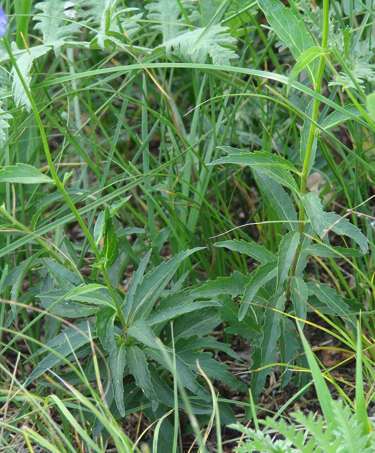 Image of genus Adenophora specimen.