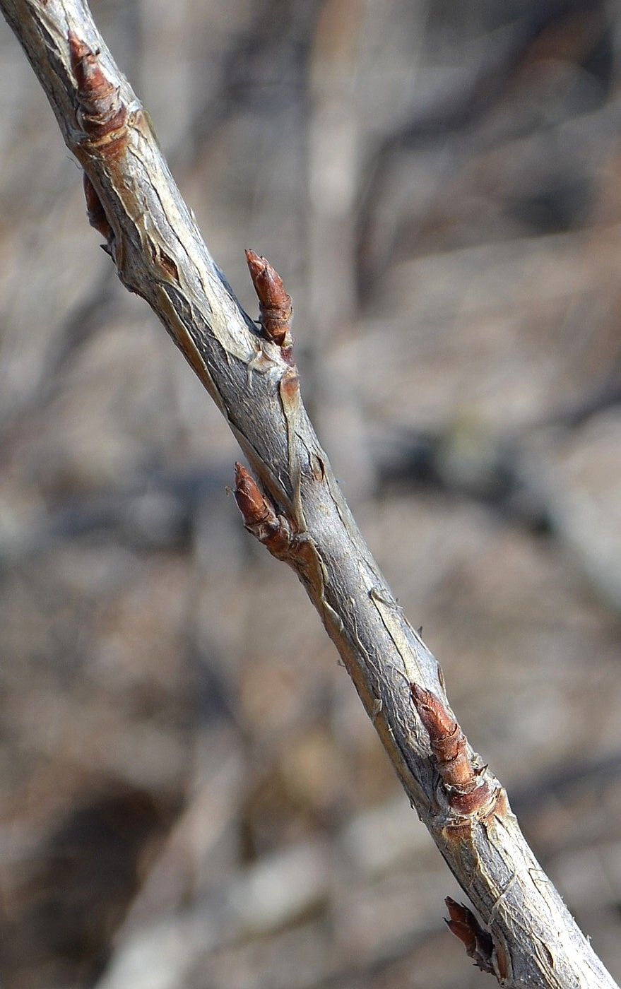 Image of Ribes aureum specimen.