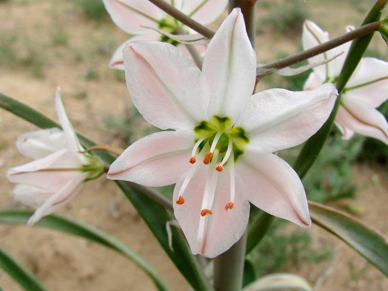 Изображение особи Eremurus korolkowii.