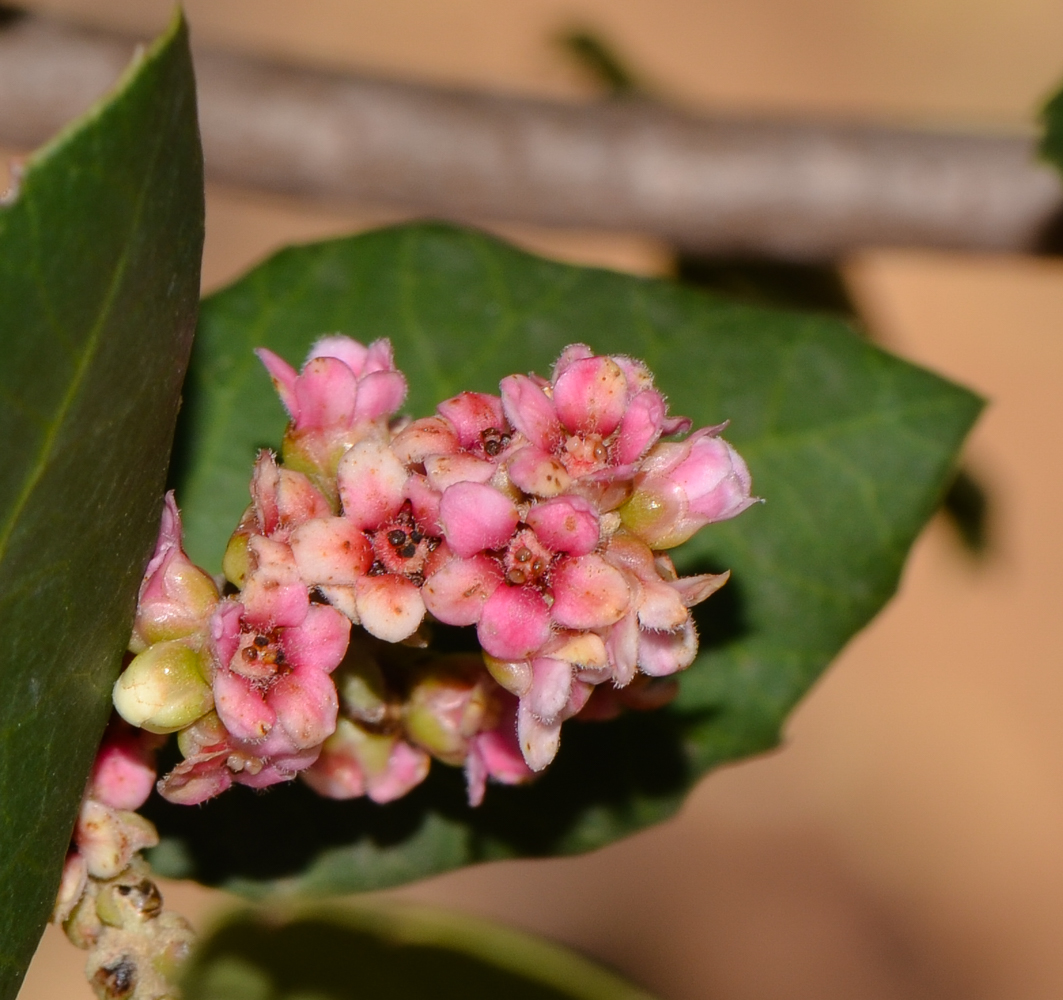 Image of Rhus integrifolia specimen.