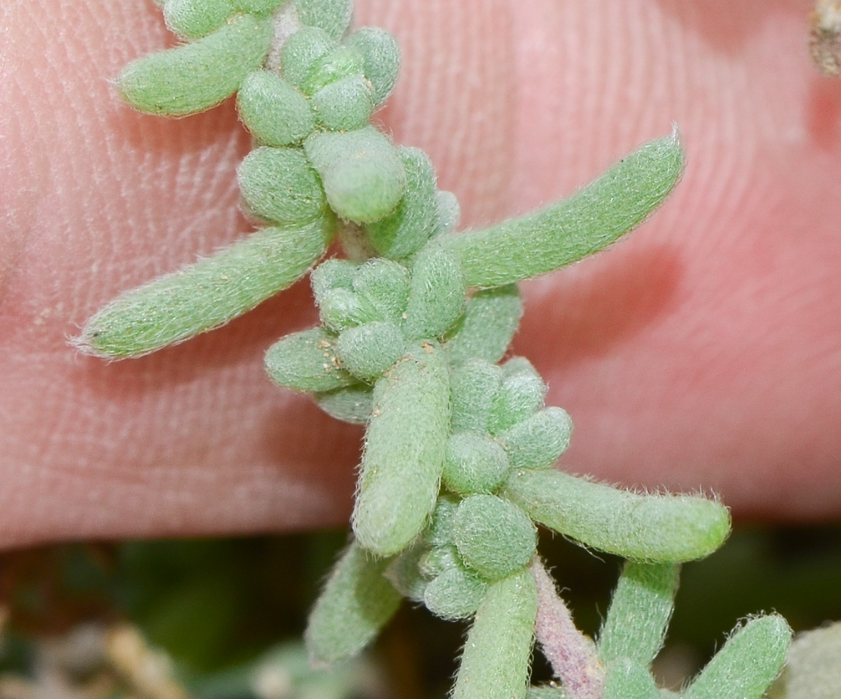 Image of Bassia tomentosa specimen.