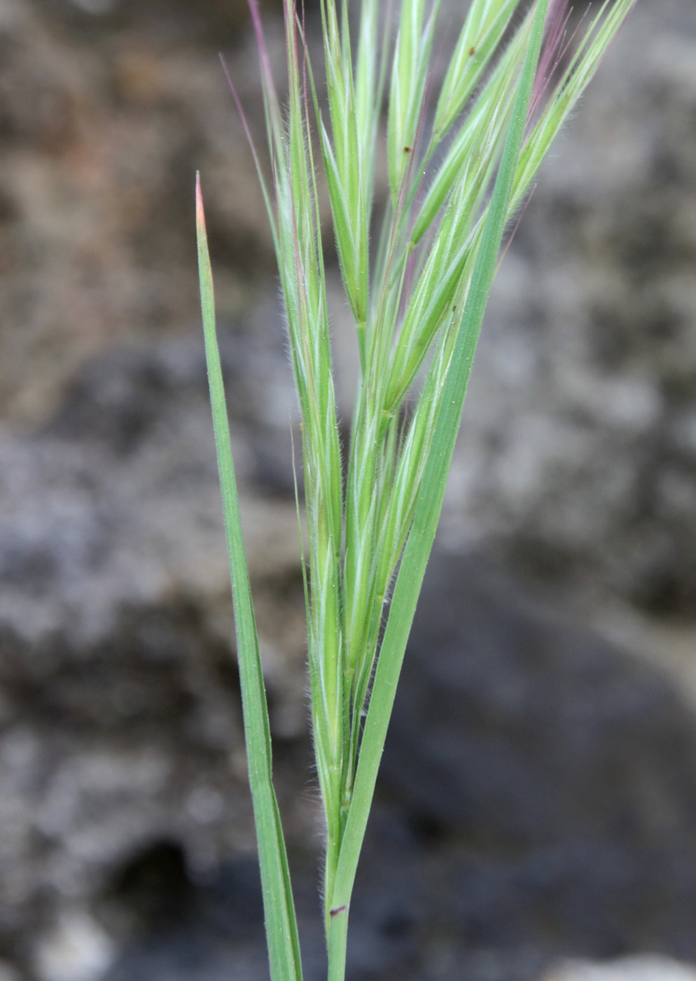 Image of genus Anisantha specimen.