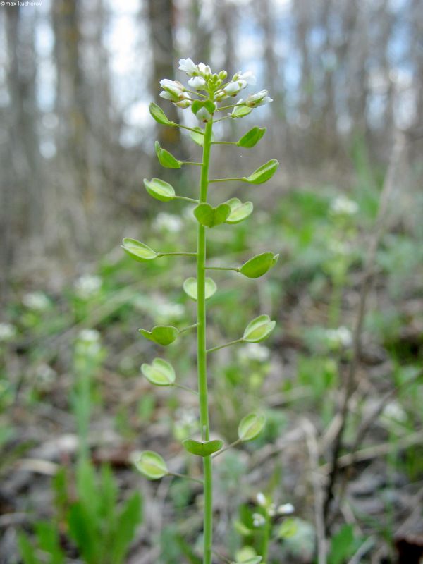 Image of Microthlaspi perfoliatum specimen.