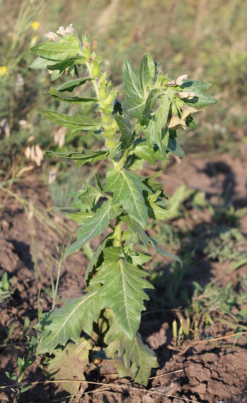 Image of Hyoscyamus niger specimen.