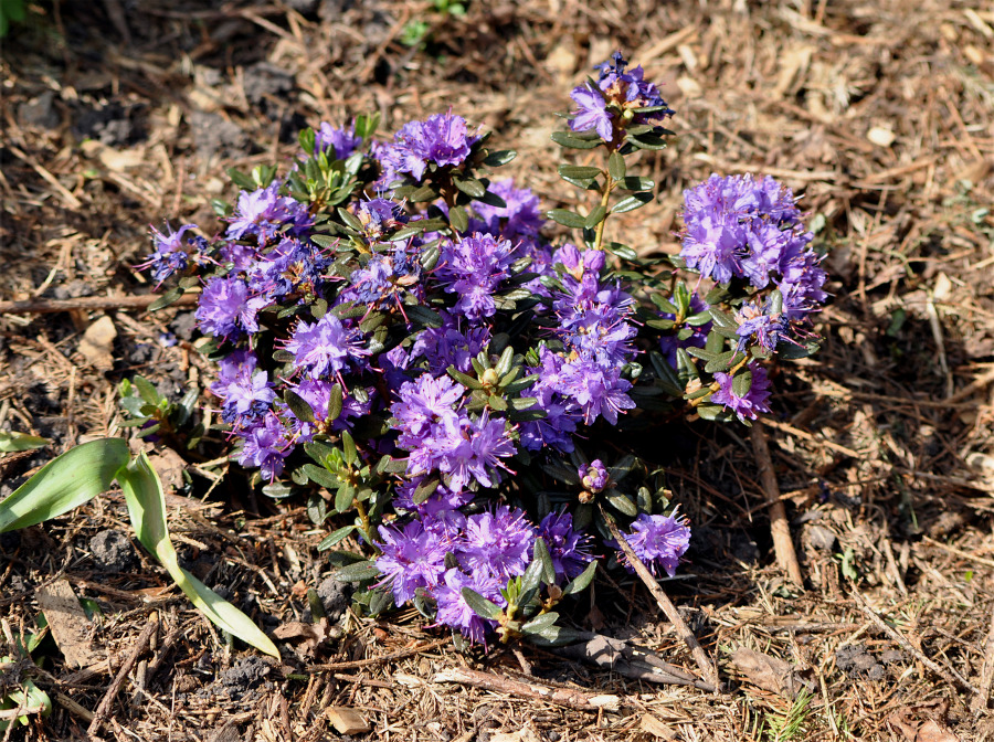 Изображение особи Rhododendron impeditum.