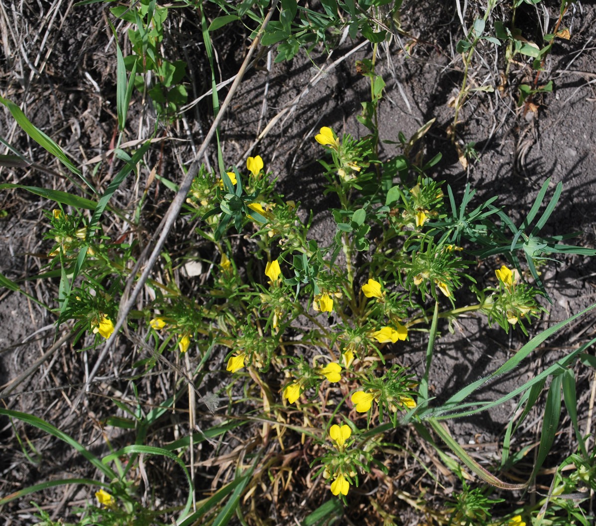 Image of Ajuga glabra specimen.