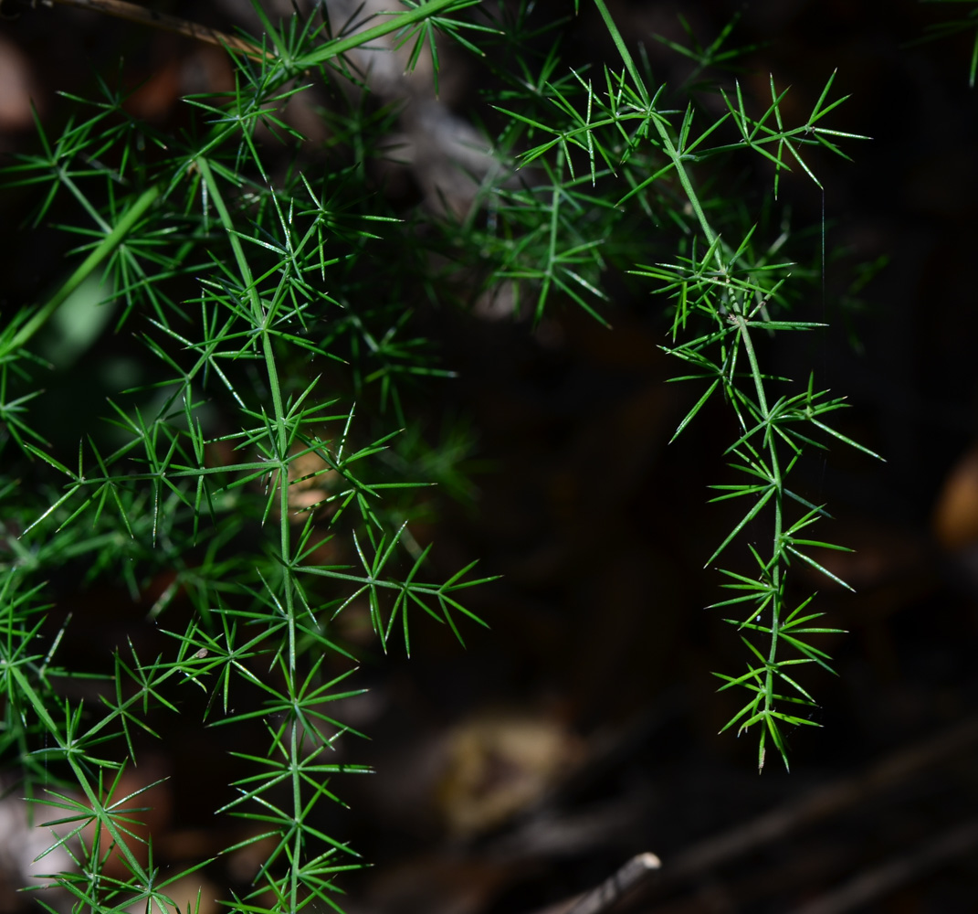 Изображение особи Asparagus aphyllus.