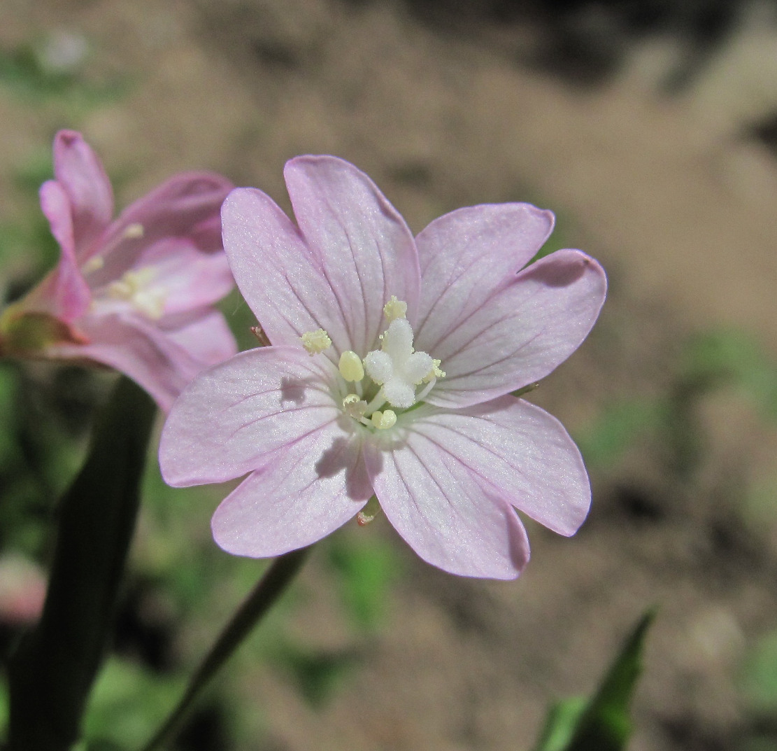 Image of Epilobium montanum specimen.