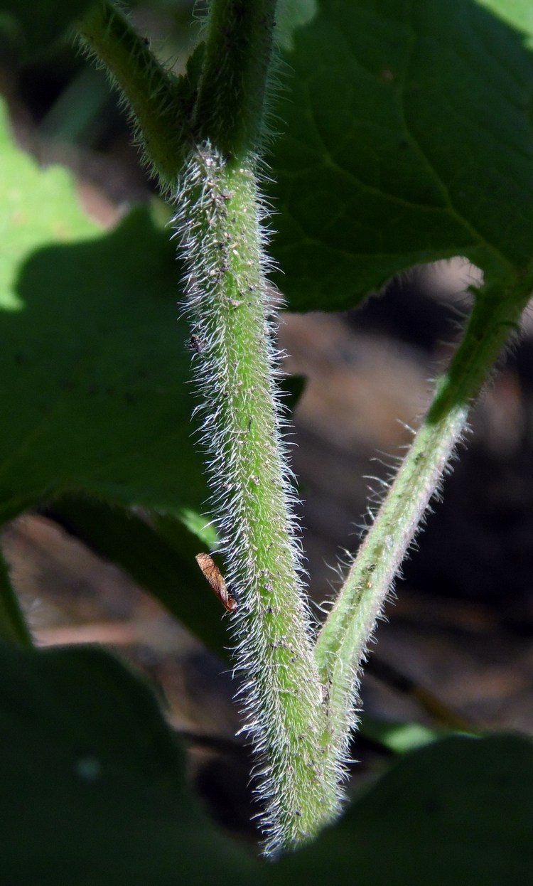 Image of Campanula rapunculoides specimen.