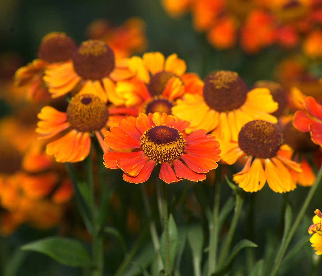 Изображение особи Helenium autumnale.