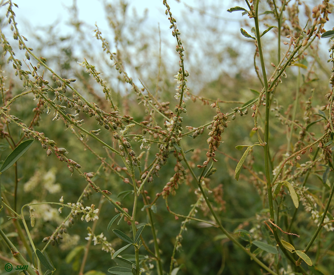 Изображение особи Melilotus albus.