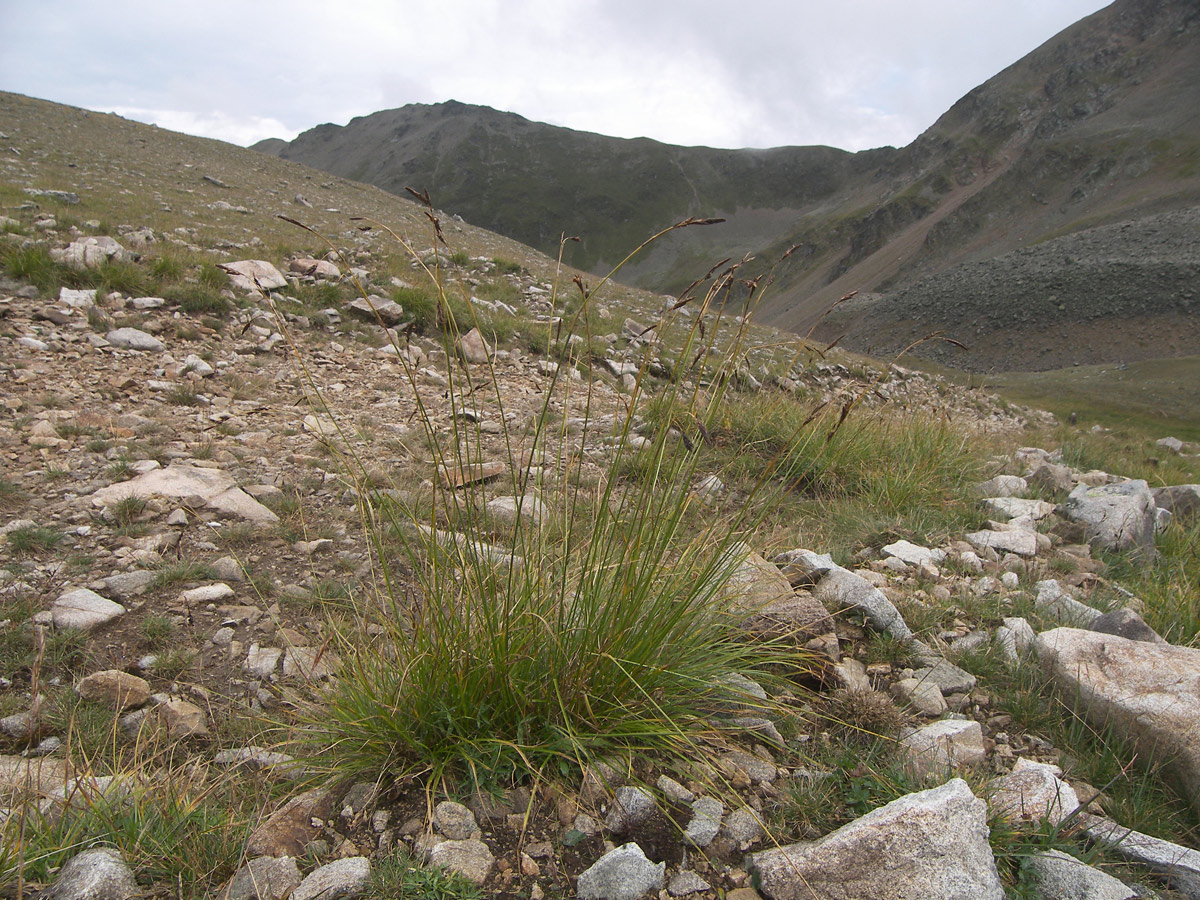 Image of Carex tristis specimen.