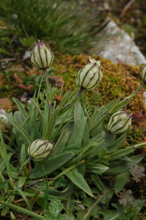 Image of Gastrolychnis gonosperma specimen.