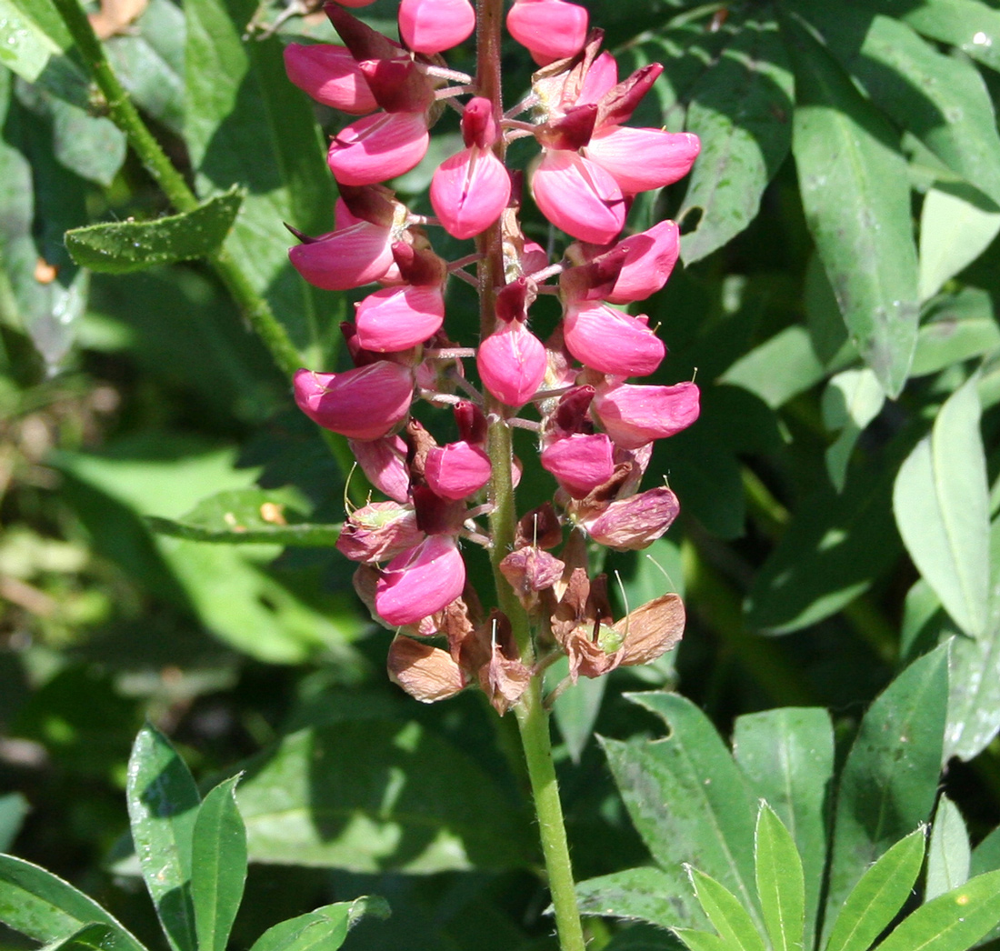 Изображение особи Lupinus &times; regalis.