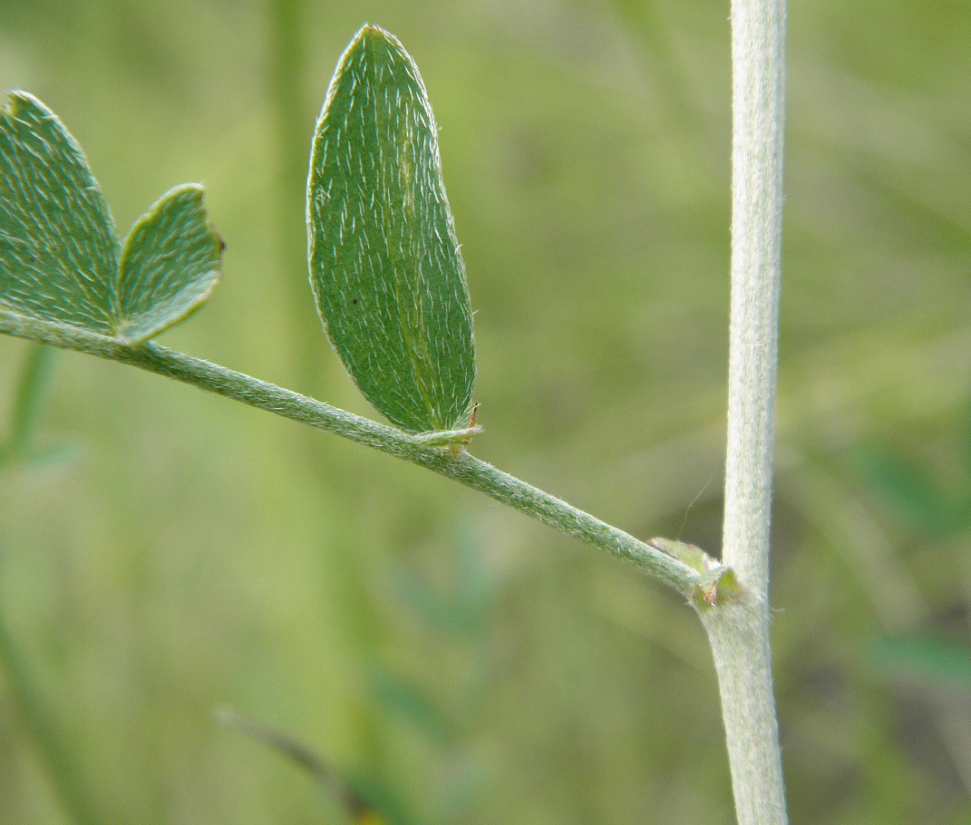 Image of Astragalus pallescens specimen.