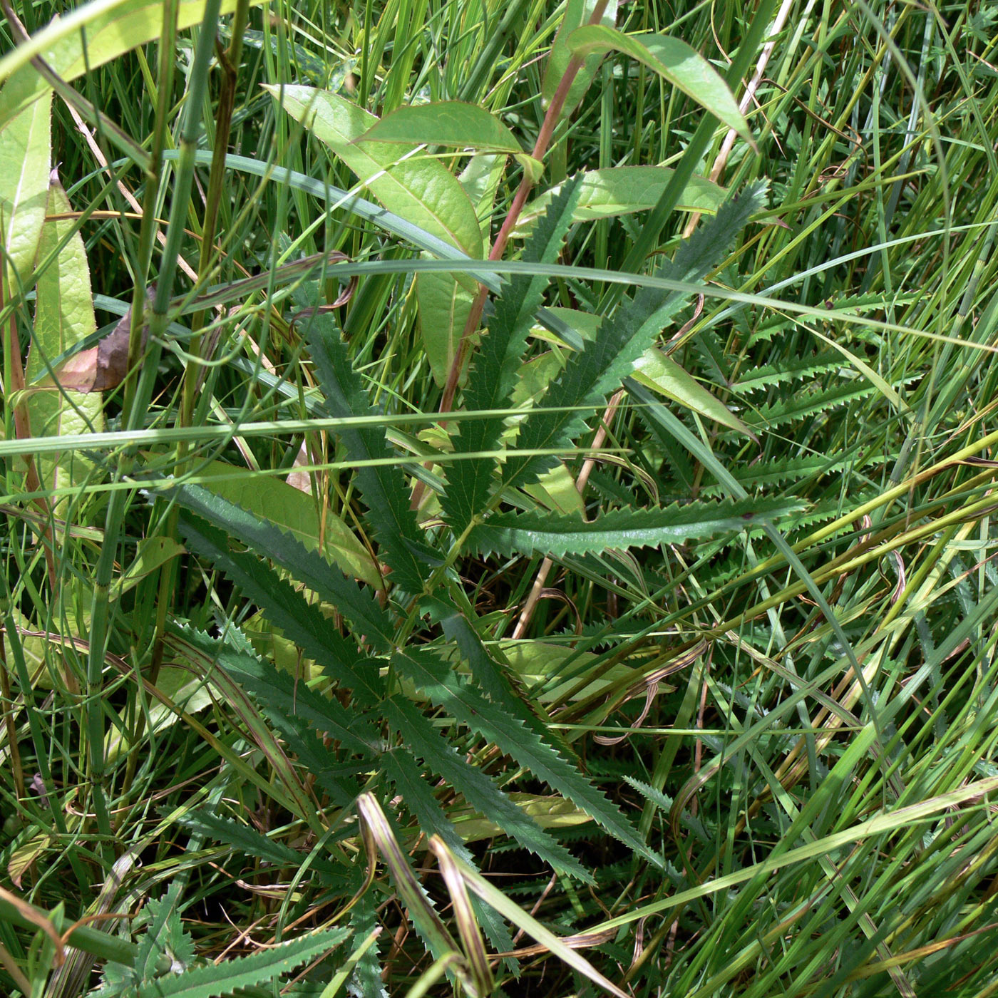 Image of Sanguisorba parviflora specimen.