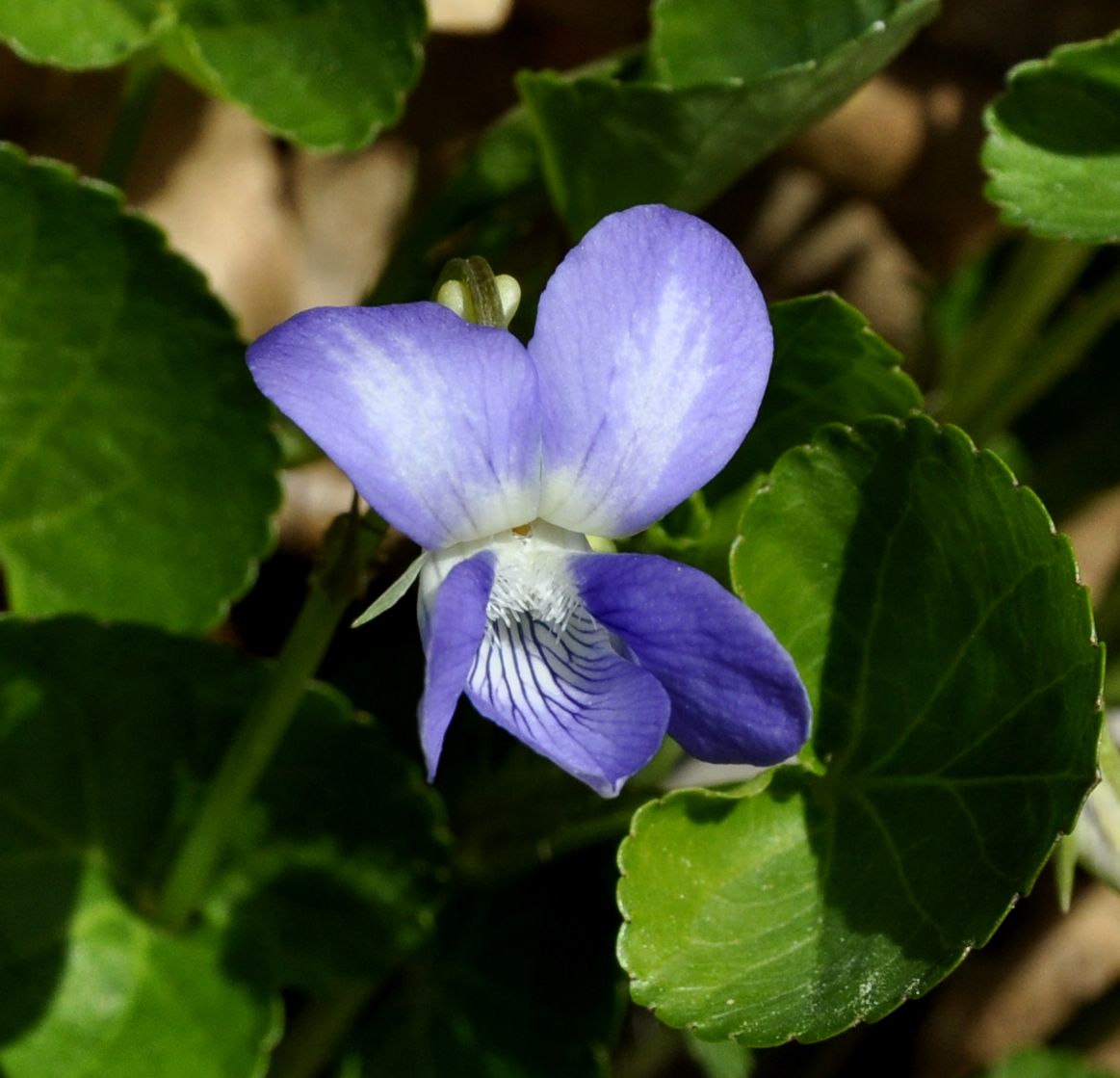 Изображение особи Viola riviniana.