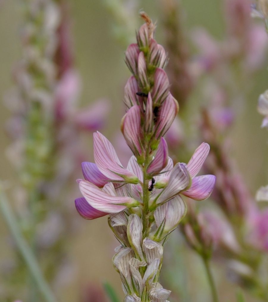 Image of Onobrychis arenaria ssp. lasiostachya specimen.